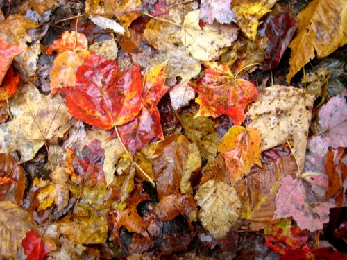 Les feuilles d'automne